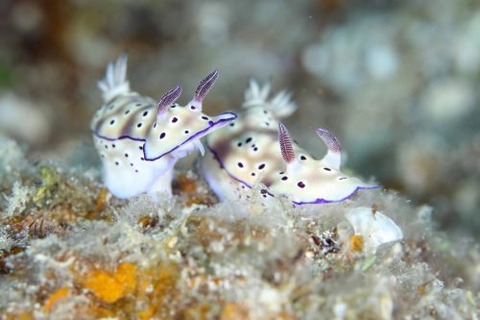 マダライロウミウシ