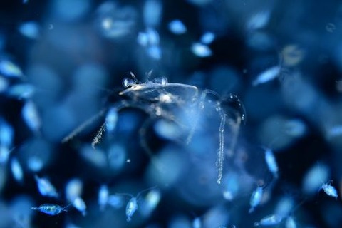 刺激的な水中生物