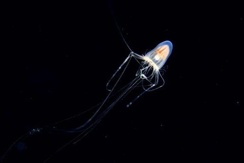 刺激的な水中生物