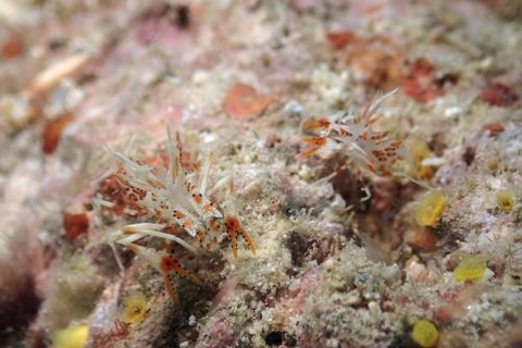 トゲツノメエビ