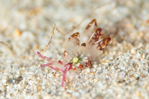 カノコウロコウミウシ