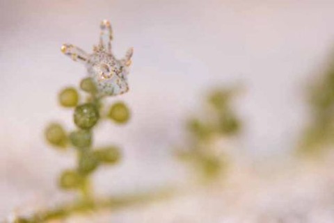 ミズタマウミウシ