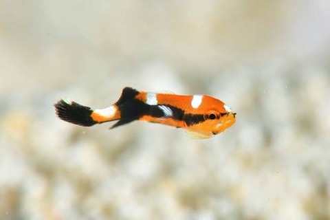 ヒレグロコショウダイ