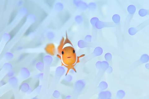 カクレクマノミ