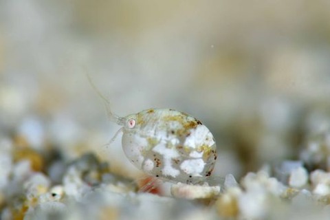 オキナワホテイヨコエビ