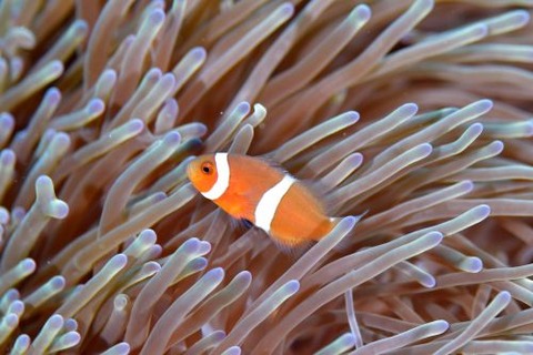 カクレクマノミ