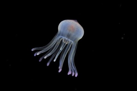 刺激的な水中生物