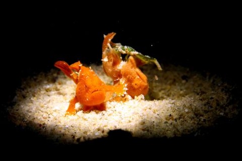 オオモンカエルアンコウ