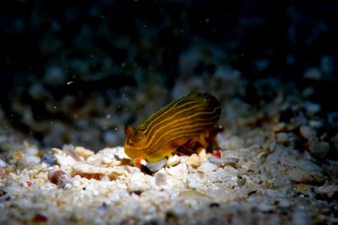 キヌハダウミウシ属の1種