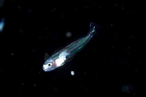 刺激的な水中生物