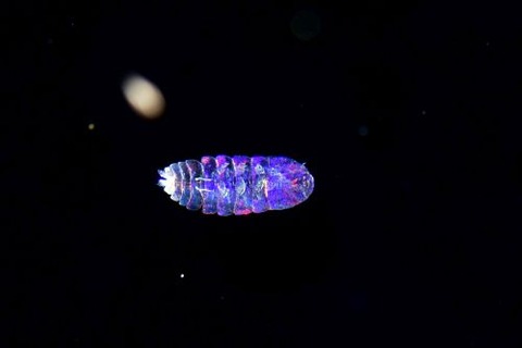 刺激的な水中生物