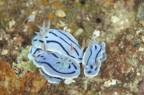 ミゾレウミウシ