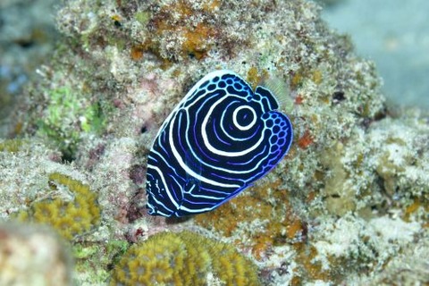 タテジマキンチャクダイ