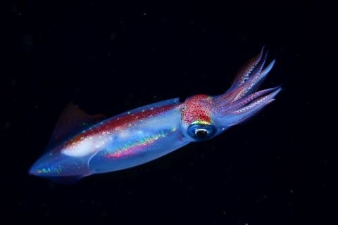 刺激的な水中生物