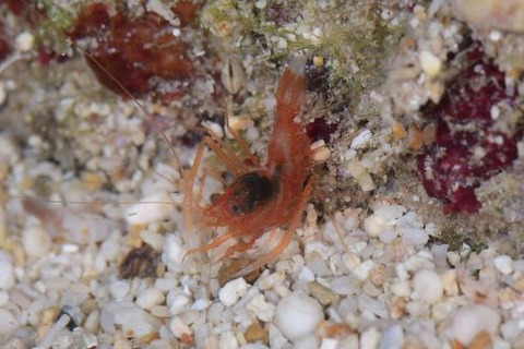 ユウギリスベスベオトヒメエビ