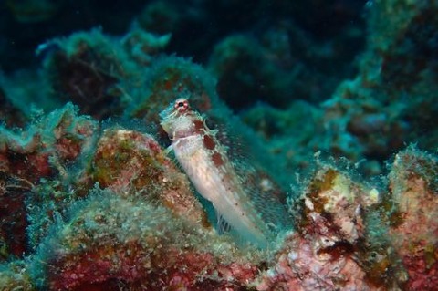 エリグロギンポ