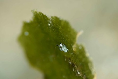 ウサギモウミウシ