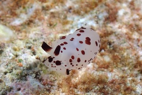 チギレフシエラガイ