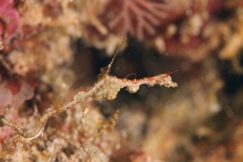 キオネミクティス・ルメンガニィ