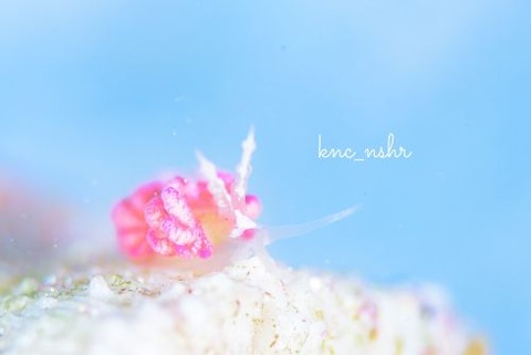 チゴミノウミウシ