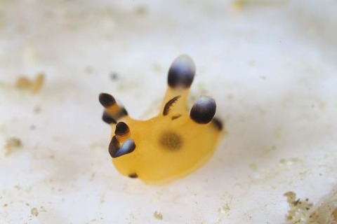 ウデフリツノザヤウミウシ