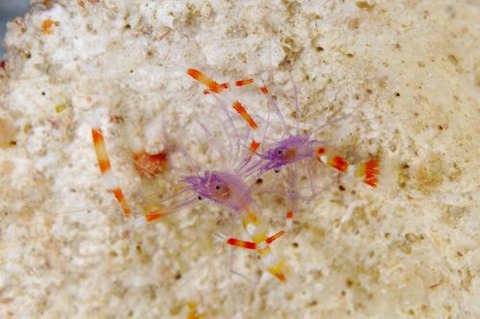 ステノプス・テヌイロストリス