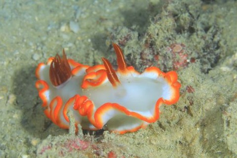 フチベニイロウミウシ