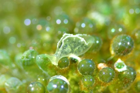 オトメミドリガイ