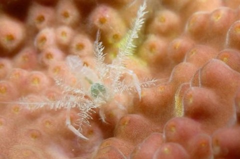 ミクロプロステマ・プルミコールネ