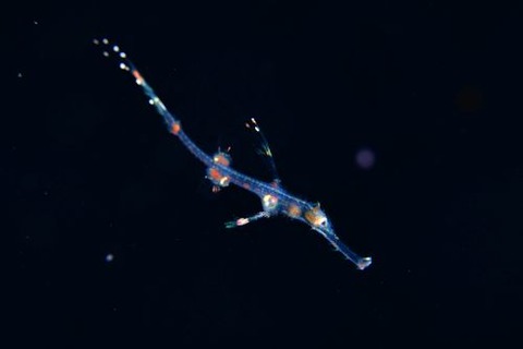 刺激的な水中生物