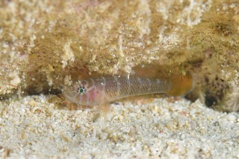 アミメベンケイハゼ