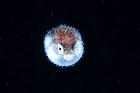 刺激的な水中生物