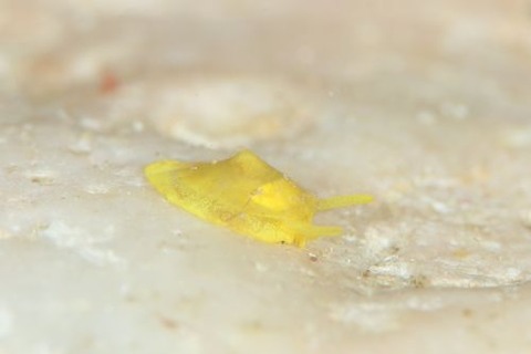 ジンガサヒトエガイ属の1種