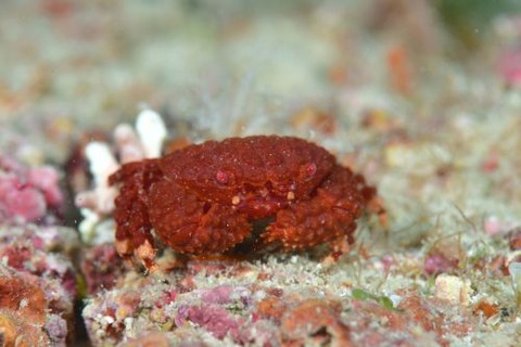 オウギガニ科の1種