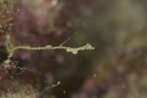 キオネミクティス・ルメンガニィ