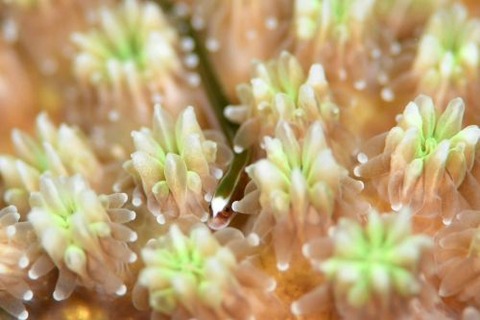 シューヤジリチンヨウジウオ