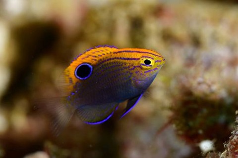 クロメガネスズメダイ