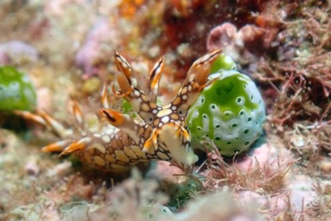 ヒオドシユビウミウシ