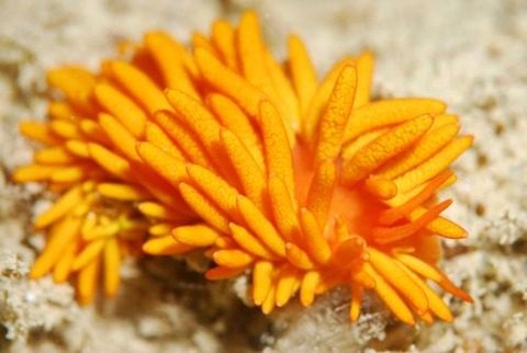 イボヤギミノウミウシ