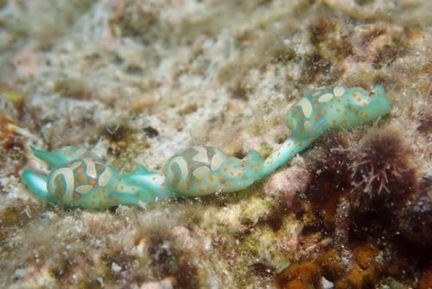 ミガキブドウガイ