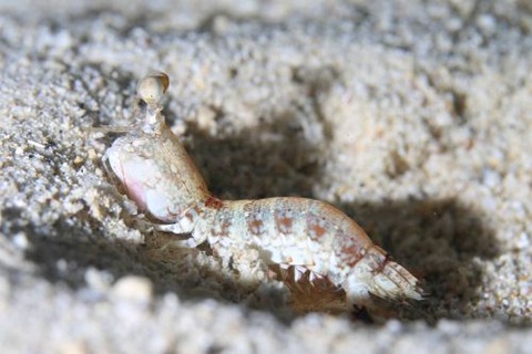 ハナシャコ属の1種