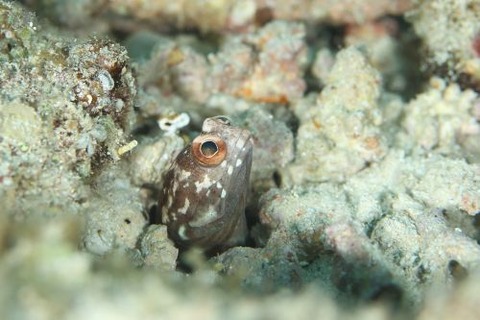 ホシカゲアゴアマダイ