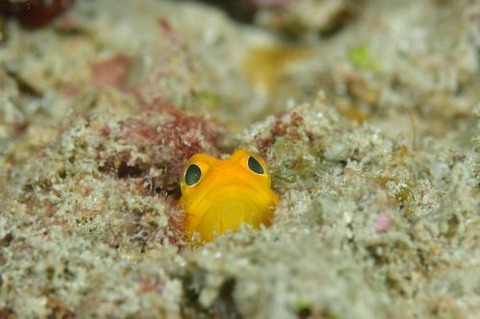 ホシカゲアゴアマダイ