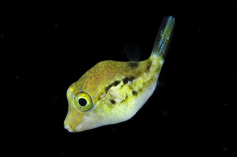 刺激的な水中生物