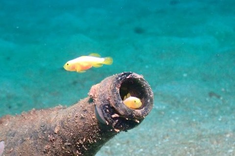 ナカモトイロワケハゼ