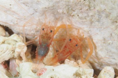 スベスベオトヒメエビ属の1種