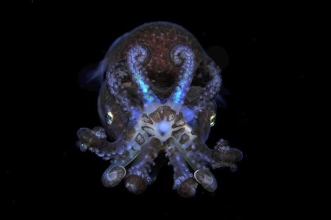 刺激的な水中生物