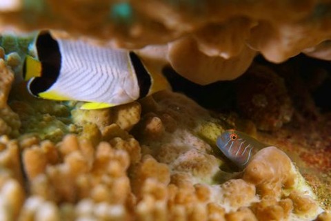 アワイロコバンハゼ