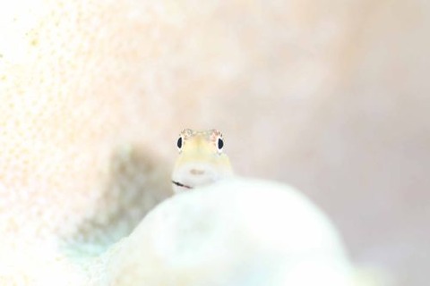 イシガキカエルウオ