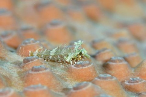 ヘビギンポ科の1種